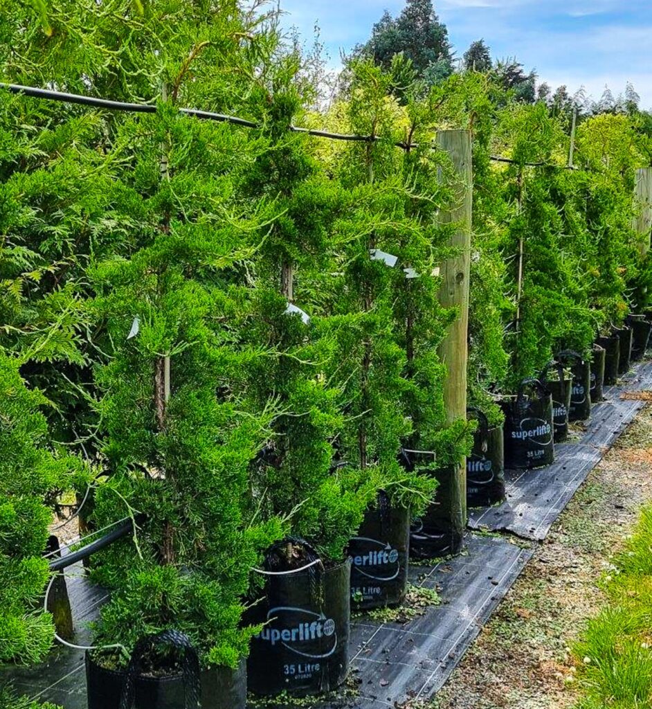 Beautiful line of Juniper Kaizuka trees in 35lt container at Easy Big Trees Nursery, with lush green foliage.