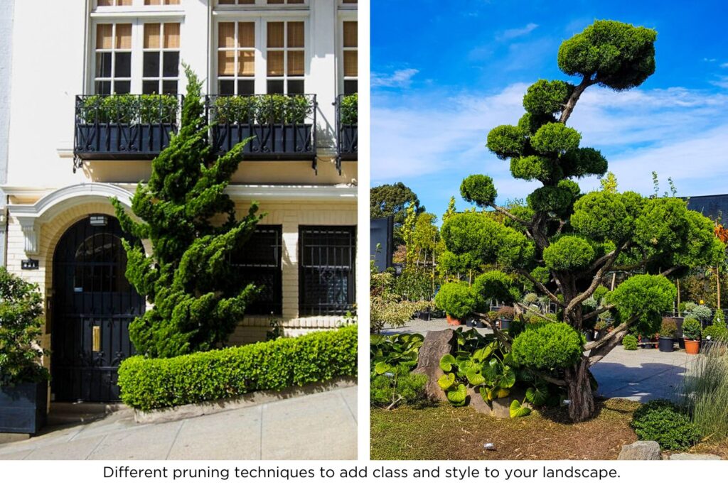 Different pruning techniques to add class and style to your landscape.