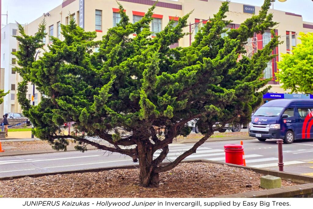 JUNIPERUS Kaizukas - Hollywood Juniper in Invercargill, supplied by Easy Big Trees.