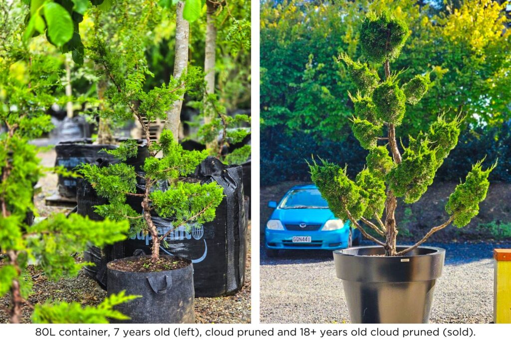 Examples of cloud pruned Hollywood Junipers, in 80L container, 8+ and 15+ years old.