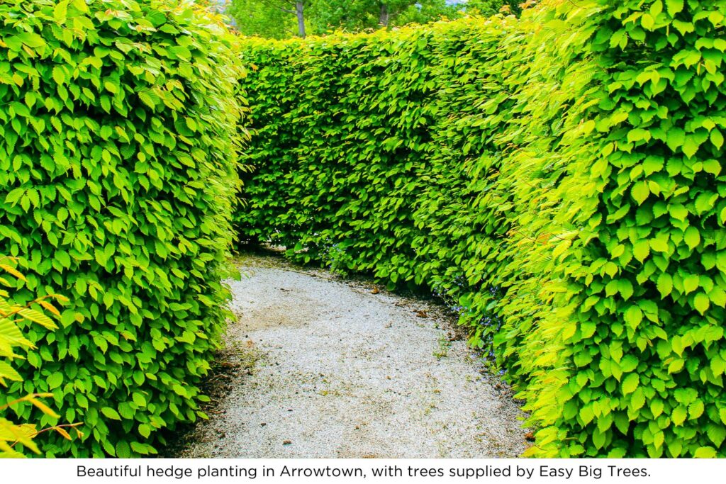 Beautiful hedge planting in Arrowtown