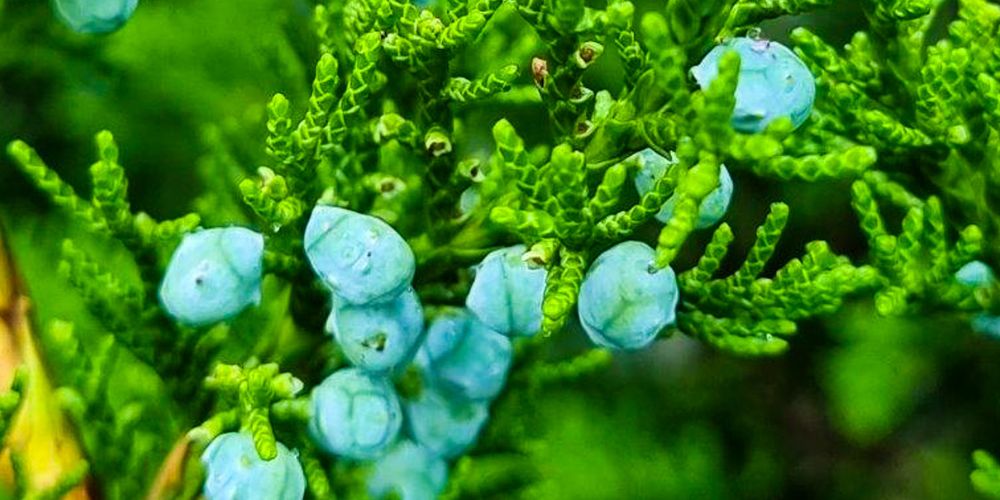 JUNIPERUS chinensis Kaizuka – Hollywood Juniper blue blossom close up