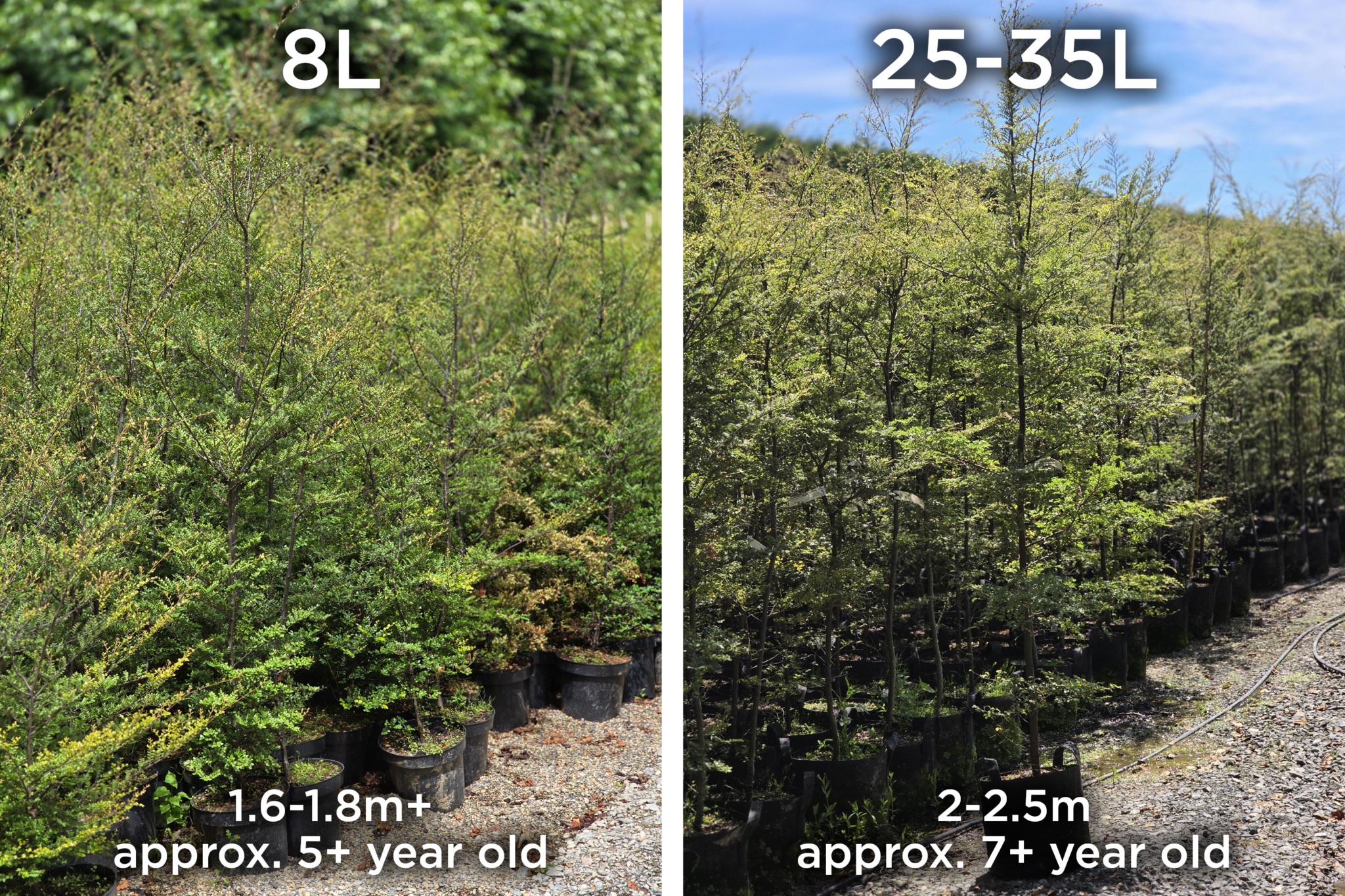 Inspired by Nature – Part 1: Our Native Forests - Easy Big Trees