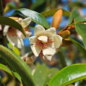 MICHELIA ‘Allure’ – White Flowering Michelia