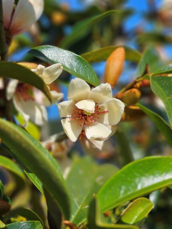 MICHELIA 'Allure' - White Flowering Michelia