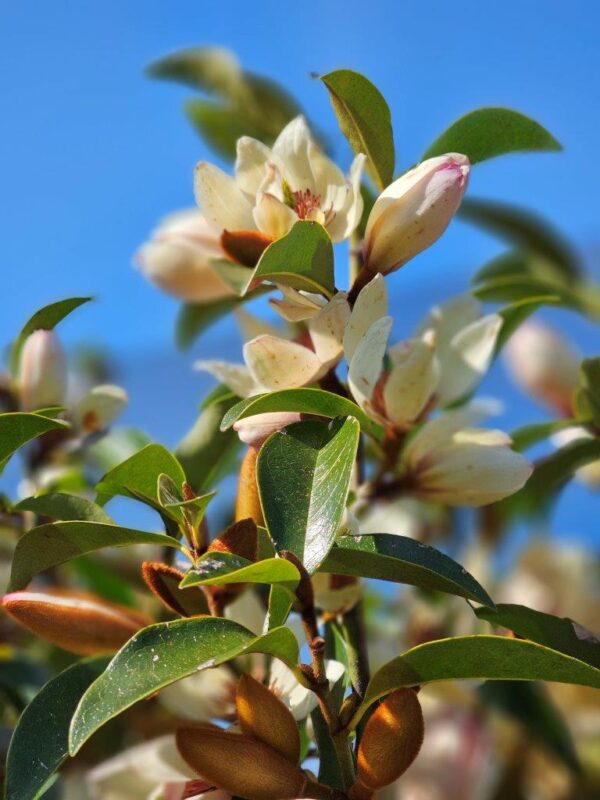 MICHELIA 'Allure' - White Flowering Michelia - Image 5