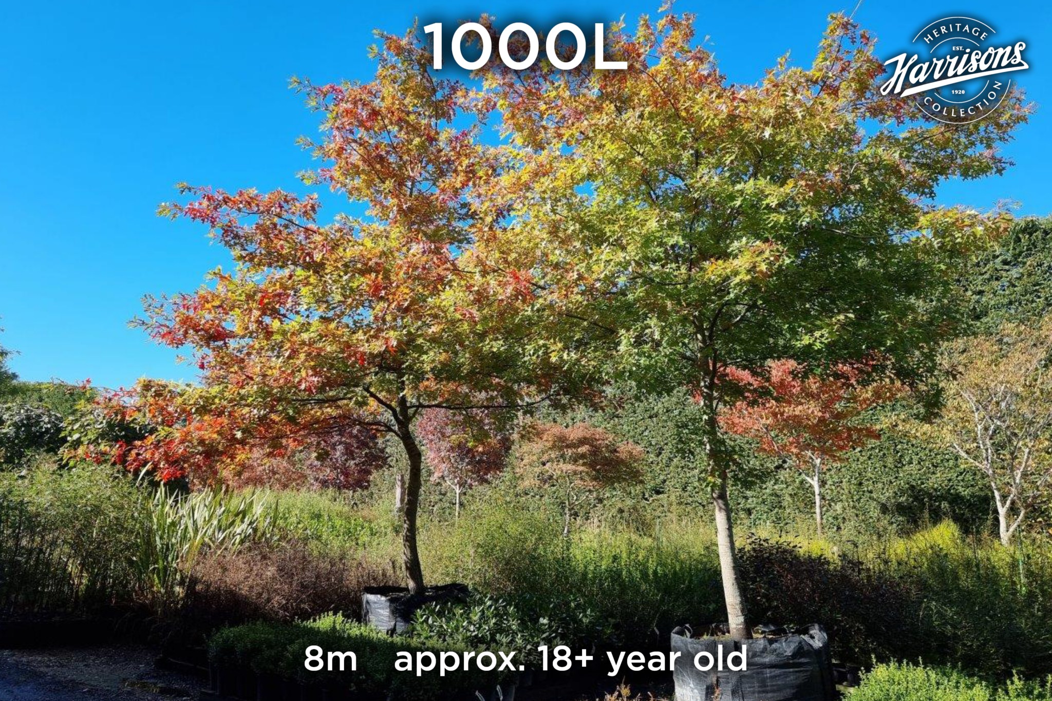 Autumn: Nature’s Time to Plant - Easy Big Trees