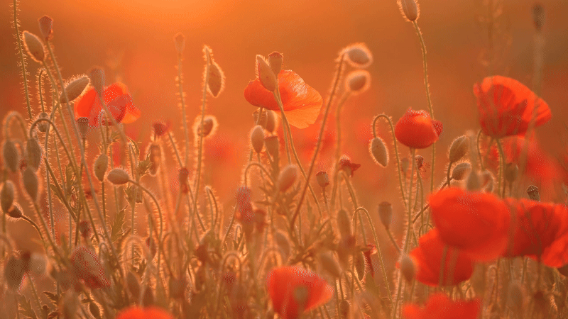 ANZAC gift: a field of poppy flowers