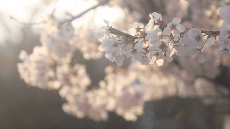 Cherry Blossoms close up