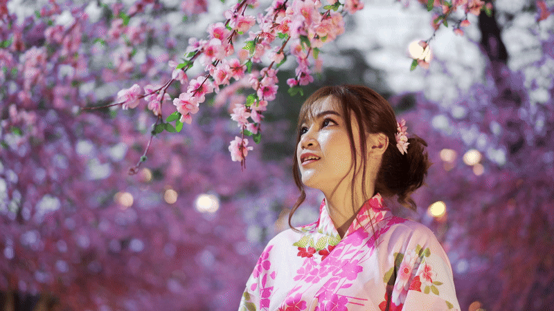 Japanese lady looking at the beautiful pink blossoms of cherry trees in Japan.