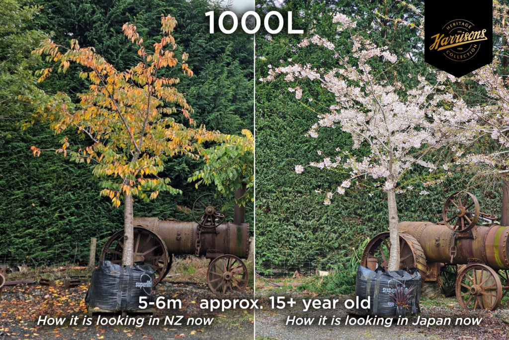 Beautiful Spring and Autumn photos from PRUNUS Yedoensis - Yoshino Blossoming Cherry 1000 litre container at Easy Big Trees nursery. One in full blossom and other showing yellow and orange leaves.