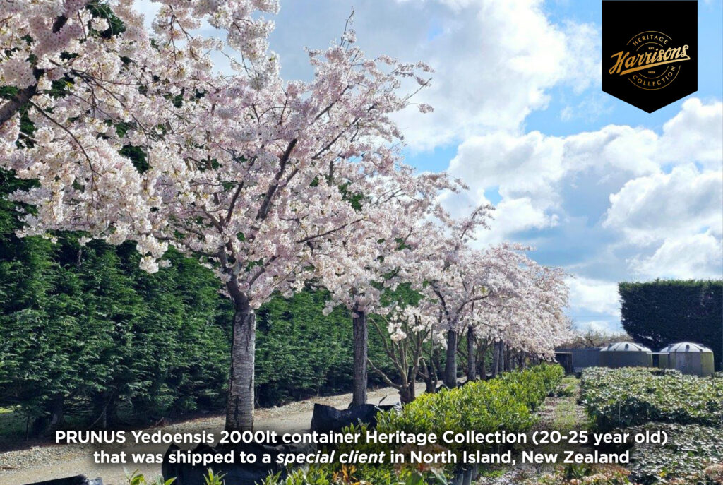 Prunus Yedoensis 2000 litres container Heritage Collection (20-25 years old) that was shipped to a special client in North Island, New Zealand.