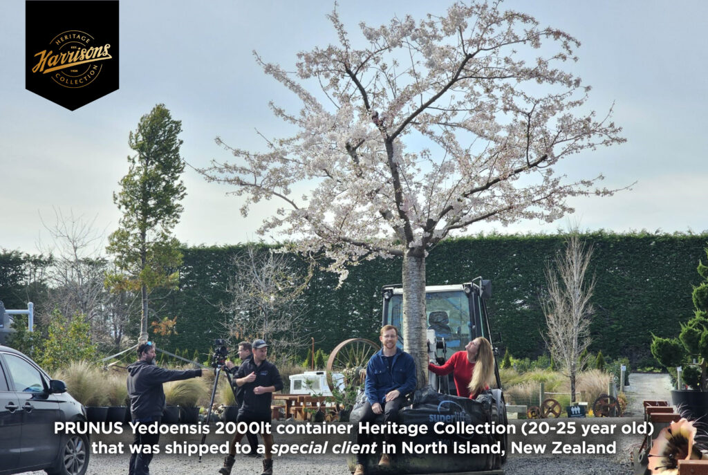 Marcia and George with one of the Prunus Yedoensis 2000 litres container Heritage Collection (20-25 years old) shipped to North Island.