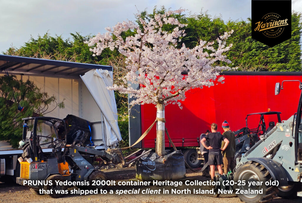Easy Big Trees logistic team loading one of the Prunus Yedoensis 2000 litres container Heritage Collection (20-25 years old) shipped to North Island.