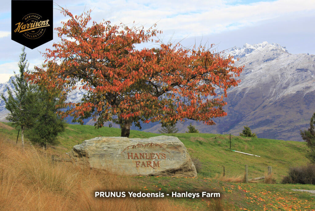 PRUNUS Yedoensis - Yoshino Blossoming Cherry tree featuring at Hanley's Farms landscaping project, with awesome Autumn colours, surrounded by snowy mountains.
