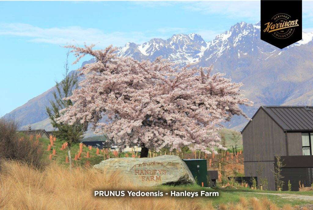 PRUNUS Yedoensis - Yoshino Blossoming Cherry tree featuring at Hanley's Farms landscaping project, with awesome pink blossoms, surrounded by snowy mountains.