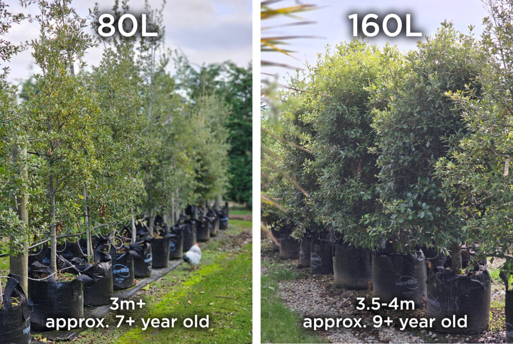 Quercus ilex - Evergreen Holm Oak trees in 80 and 160 liter container, at Easy Big Trees Nursery.