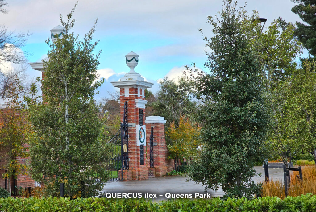 Quercus ilex - Evergreen Holm Oak at Queens Park entrance, Invercargill.