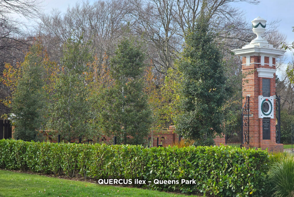 Quercus ilex - Evergreen Holm Oak at Queens Park entrance, Invercargill. Image 2