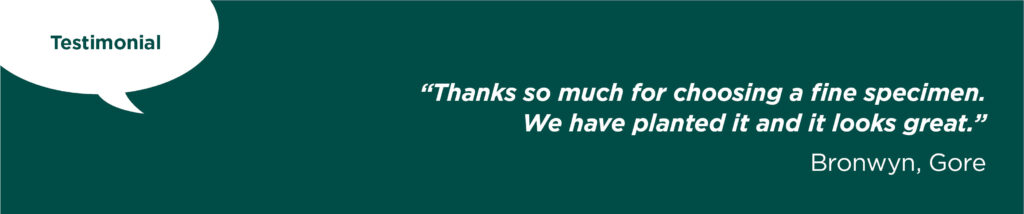 Testimonial from Bronwyn, Easy Big Trees from Gore.