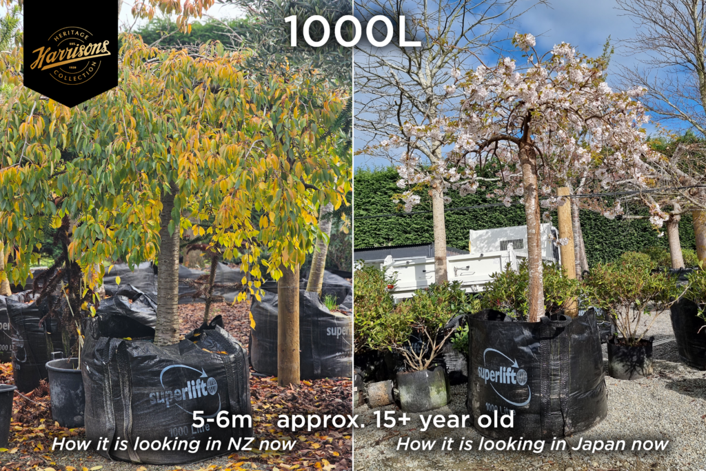 Beautiful Spring and Autumn photos from PRUNUS Yedoensis 'Perpendens' - Weeping Yoshino Blossoming Cherry 1000 litre container at Easy Big Trees nursery. One in full blossom and other showing yellow and orange leaves.