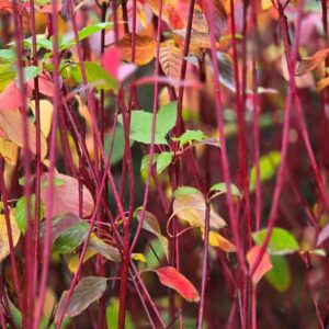 CORNUS alba ‘Siberica’ – Red-stemmed Dogwood