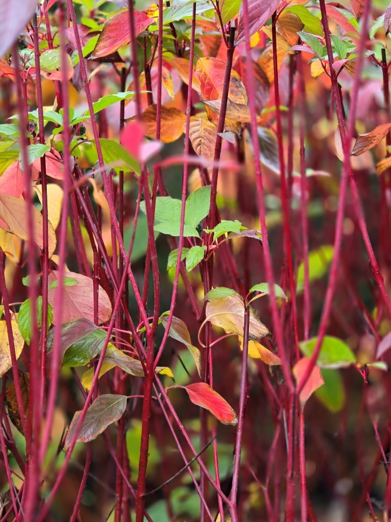 Cornus alba siberica 12-16lt May 2025