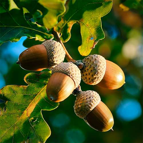 Fruit & Nut Calendar ACORN