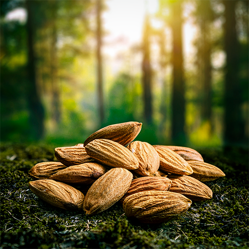 Fruit & Nut Calendar ALMOND