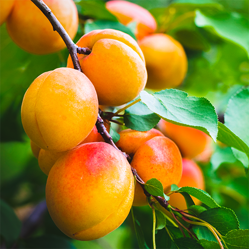 Fruit & Nut Calendar APRICOT