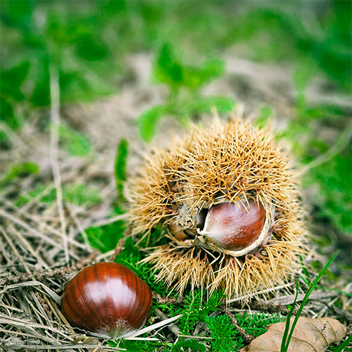 Fruit & Nut Calendar CHESTNUT