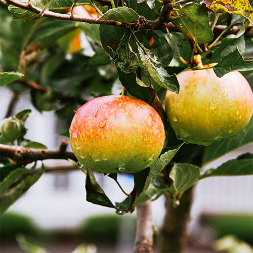 Fruit & Nut Calendar CRABAPPLE