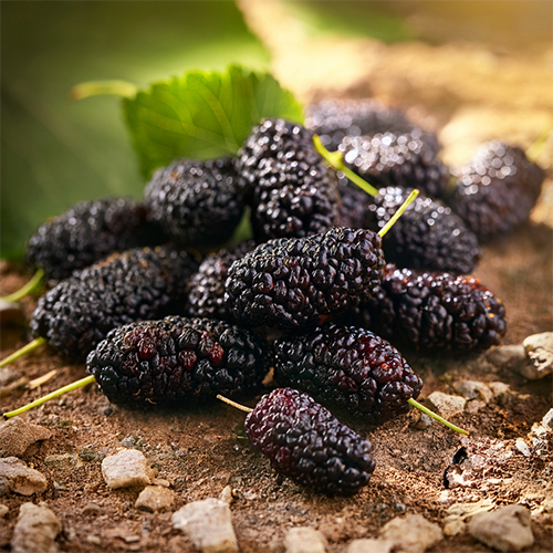 Fruit & Nut Calendar MULBERRY