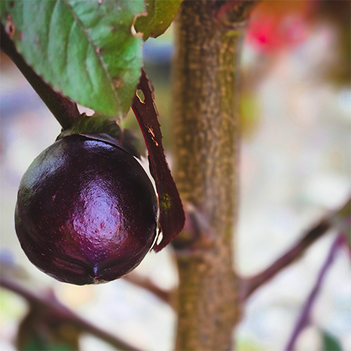 Fruit & Nut Calendar NECTARINE