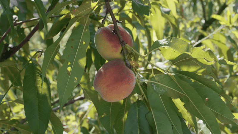 Quarterly Roots of Giving