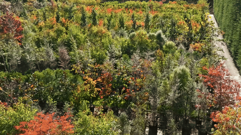 Read more about the article Discover Winter at New Zealand’s Best Tree Nursery