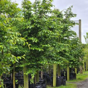 PARROTIA persica – Persian Ironwood