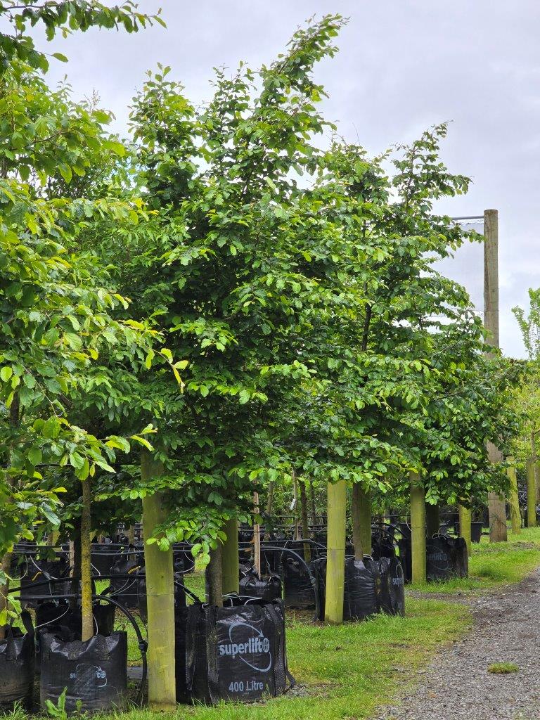 Parrotia persica 300-400lt Nov 2024 (1)