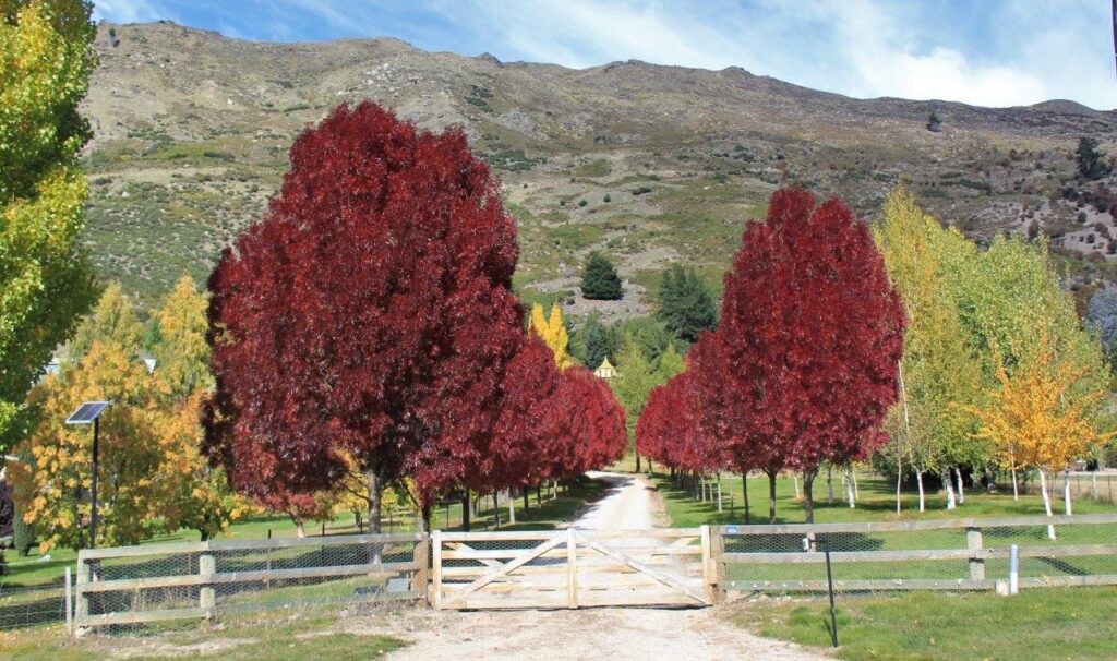 Deep Claret - Fraxinus Raywoodii - Wanaka April 2016 (2)