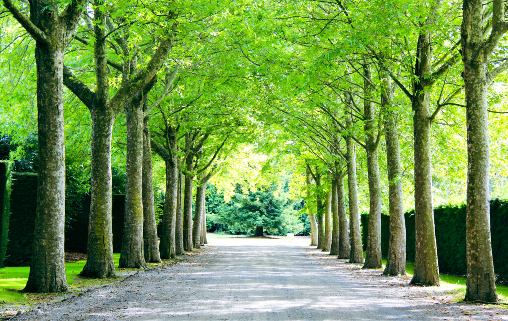 Platanus orientalis Autumn Glory avenue - Trotts Dec 2021-2