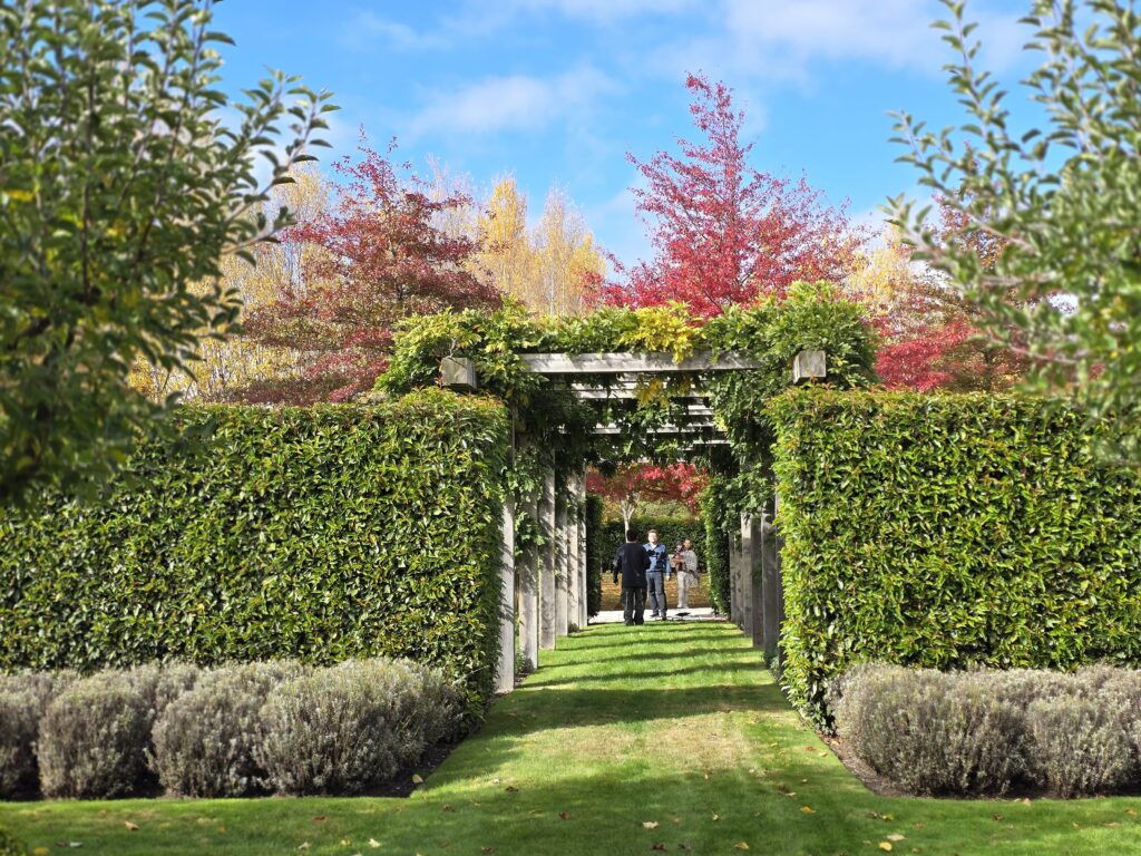 Buxus sempervirens (hedging)