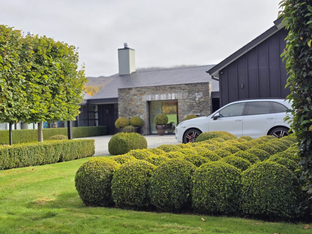 Buxus sempervirens (spheres)