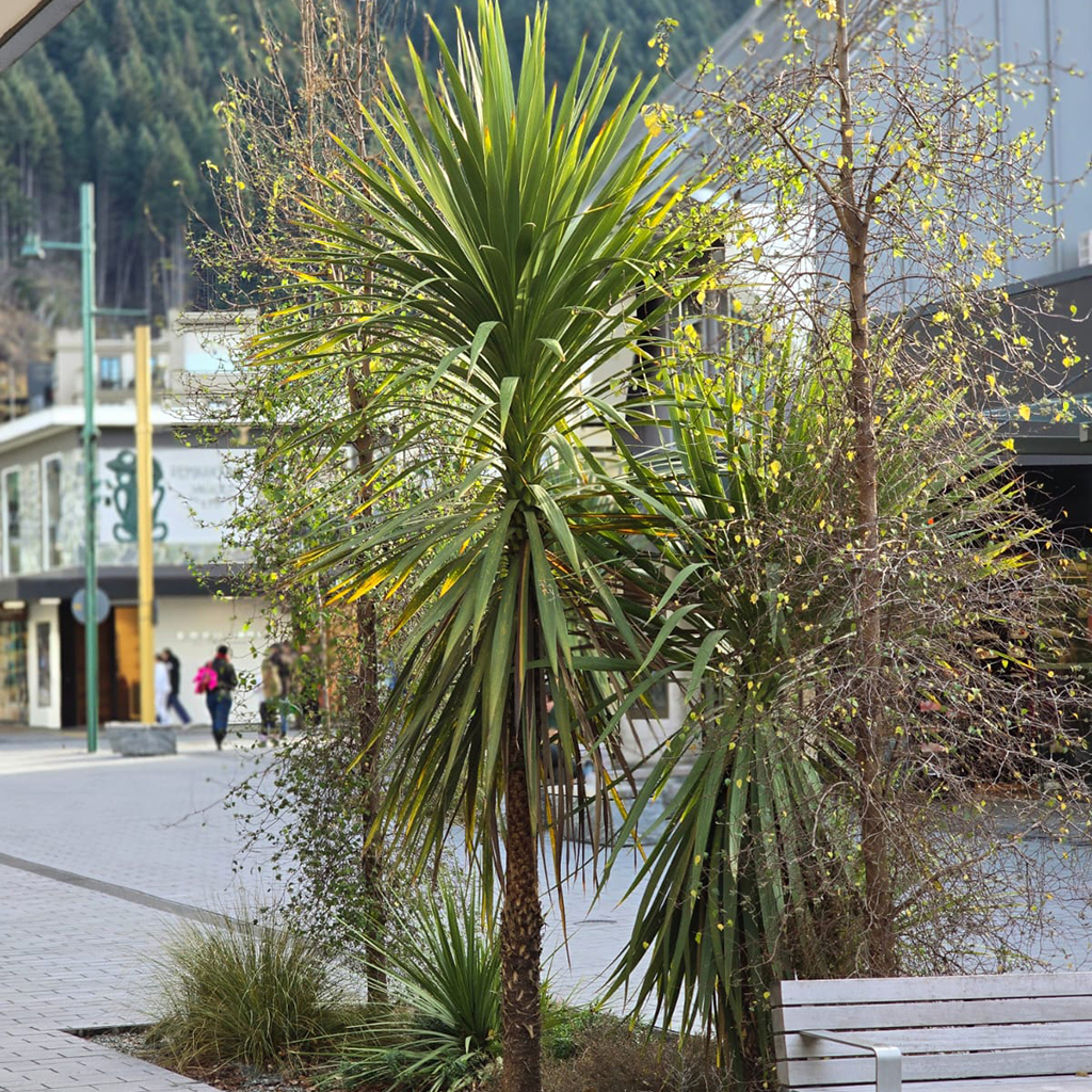 Cordyline australis July 2025