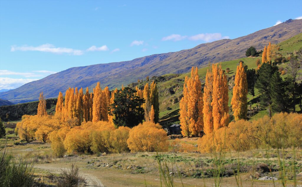 Poplars & Salix - Cardrona - (2) April 2018