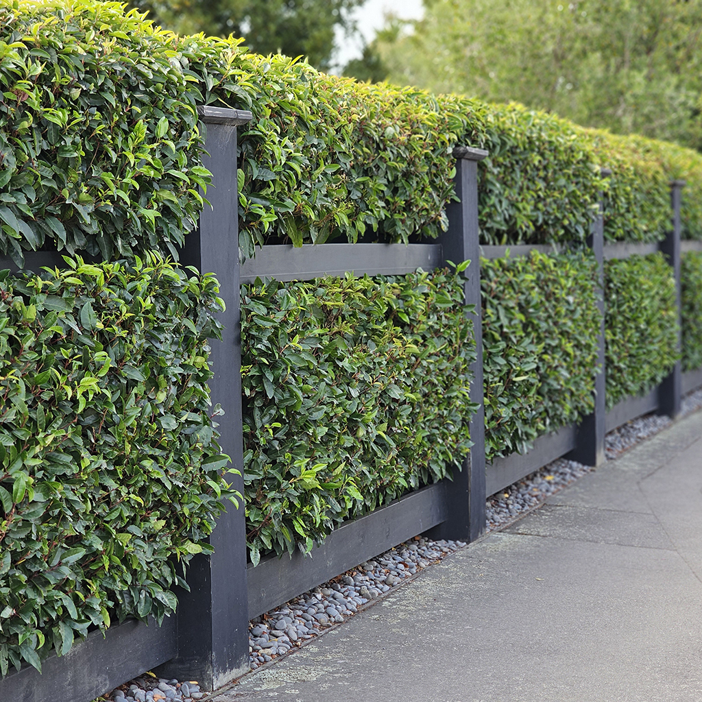 Prunus lusitanica hedge - March 2024