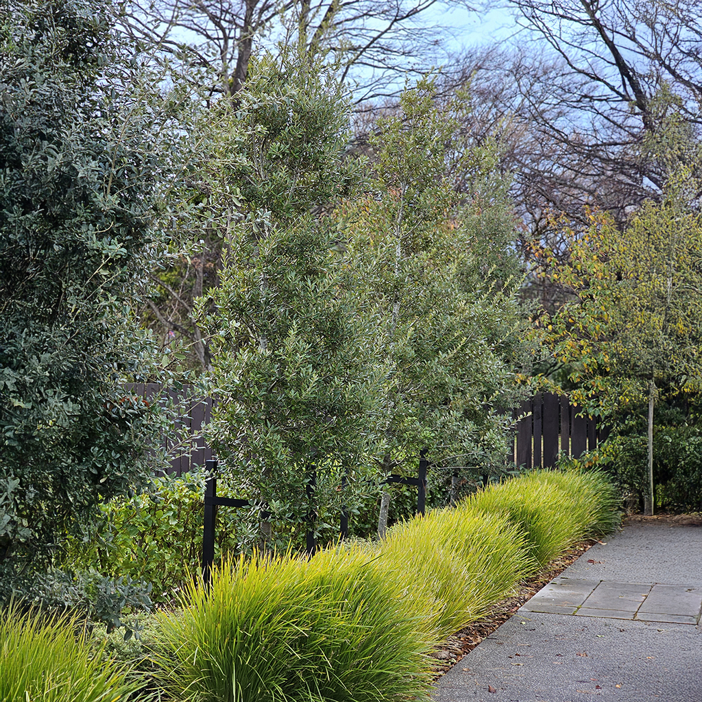 Quercus ilex Queens Park - May 2024 (1)