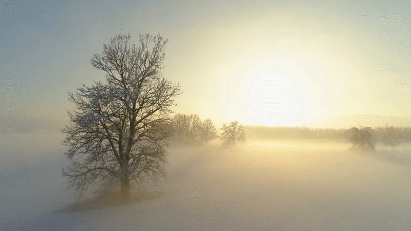 Top 10 Cold-Hardy trees