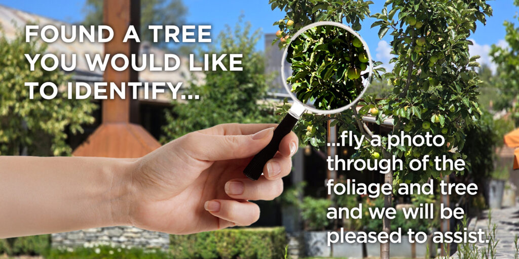 Tree Identify Feature banner 1500x450px