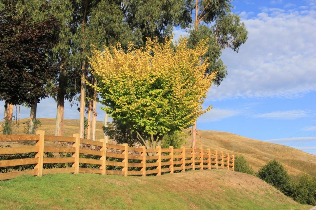 Ulmus Louis van Houtte - Arrowtown - March 2020 (1)