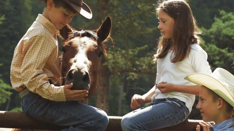 Read more about the article What trees are best for a horse paddock
